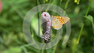 Butterfly marsh fritillary Euphydryas aurinia is on the European bistort Bistorta officinalis flower