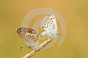 Butterfly mating photo