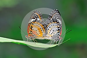 Butterfly mating
