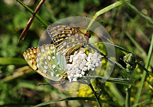 Butterfly mating