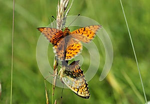 Butterfly mating