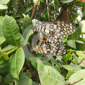 Butterfly Mating in Garden Plant photo