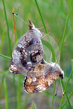 Schmetterling Paarung (scharf) 