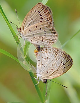 butterfly in matting mood.two butterfly love in nature