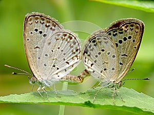 butterfly in matting mood.two butterfly love in nature