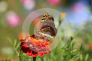 Butterfly in a meadow