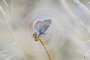 Butterfly in the meadow