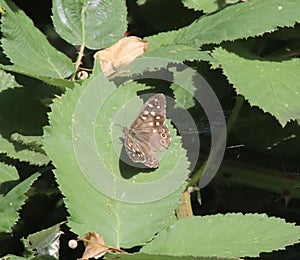 Butterfly - meadow brown close up