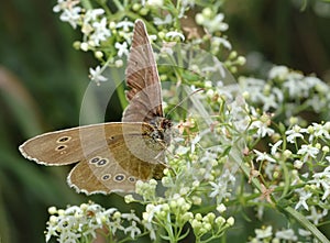 Butterfly Meadow Brown on the flower