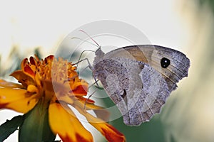 Butterfly meadow brown (Maniola jurtina) photo