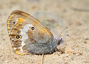 Butterfly Meadow Brown on the sand