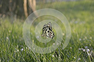 Butterfly at the meadow. Incect flying under and among the grass