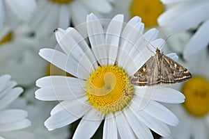 The butterfly of the meadow moth Loxostege sticticalis on a daisy in summer