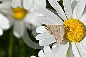 The butterfly of the meadow moth Loxostege sticticalis on a daisy in summer photo