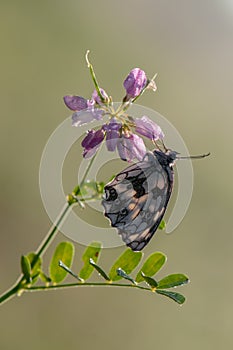 A butterfly Melanargia galathea