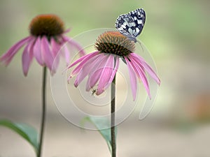 Butterfly Melanargia galathea on a EchinÃ¡cea purpÃºrea flower