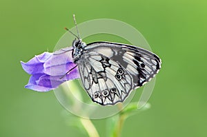 A butterfly Melanargia galathea on a field flower awaits dawn spreading its wings