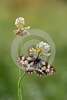 A butterfly Melanargia galathea on a pink field flower clover