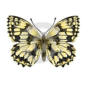 Butterfly Melanargia galathea vector