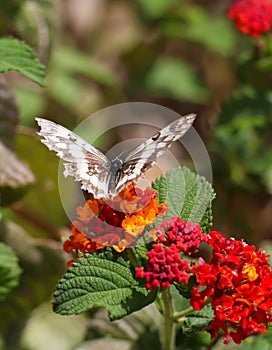 Butterfly melanargia galathea with white and brown color wings pollinating red and yellow flower. Blur green background, vertical