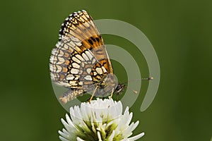 Butterfly (melitaea athalia)