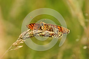 Butterfly Melitaea aurelia, Nickerl`s Fritillary