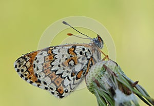Butterfly Melitaea on a blade of grass early in the morning dries its wings from dew