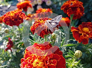 Butterfly "Metalloid gamma" on calendula flowers. Beauty nature.