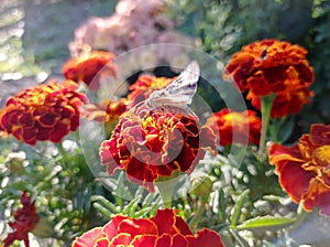 Butterfly "Metalloid gamma" on calendula flowers. side view.