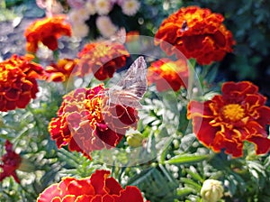 Butterfly "Metalloid gamma" on calendula flowers. side view.