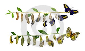 Butterfly Metamorphosis from Caterpillar to Full-bodied Specie Vector Illustration photo