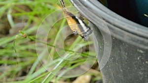 Butterfly metamorphosis from cocoon and climbing on black plastic bin prepare to flying in garden