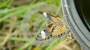 Butterfly metamorphosis from cocoon and climbing on black plastic bin prepare to flying in garden