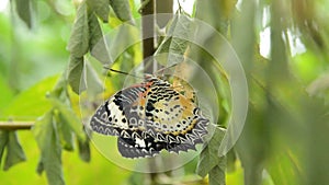 Butterfly metamorphosis from cocoon and flap wing prepare to flying on branch in garden