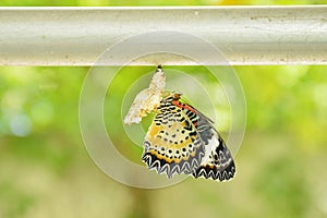 Butterfly metamorphosis from cocoon and prepare to flying on aluminum clothes line in garden