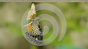 Butterfly metamorphosis from cocoon and prepare to flying on aluminum clothes line in garden