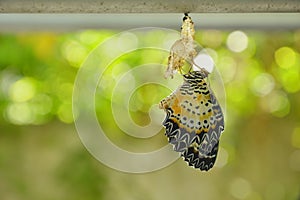 Butterfly metamorphosis from cocoon and prepare to flying on aluminum clothes line in garden