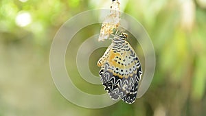 Butterfly metamorphosis from cocoon and prepare to flying on aluminum clothes line in garden