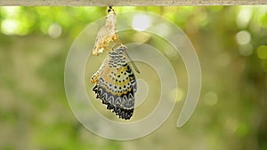 Butterfly metamorphosis from cocoon and prepare to flying on aluminum clothes line in garden