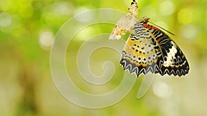 Butterfly metamorphosis from cocoon and prepare to flying on aluminum clothes line in garden