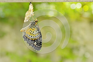 Butterfly metamorphosis from cocoon and prepare to flying on aluminum clothes line in garden