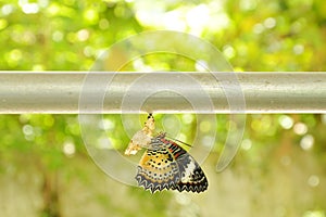 Butterfly metamorphosis from cocoon and prepare to flying on aluminum clothes line in garden