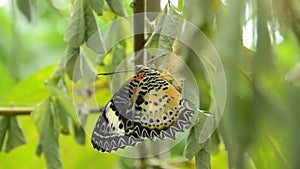 Butterfly metamorphosis from cocoon and prepare to flying on branch in garden