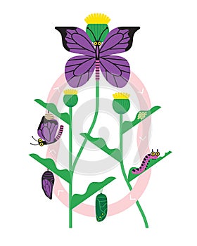 Butterfly Metamorphosis Education Vector Illustration