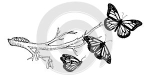 Butterfly Metamorphosis Vector drawing. Hand drawn line art of insect evolution. Black outline illustration of moth