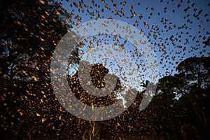 butterfly migration, with hundreds of butterflies fluttering and flying in unison