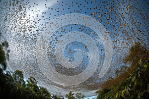 butterfly migration, with hundreds of butterflies flying in unison