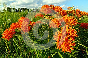 Butterfly Milkweed Asclepias tuberosa