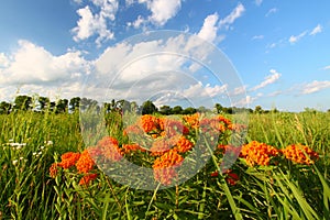 Butterfly Milkweed (Asclepias tuberosa) photo