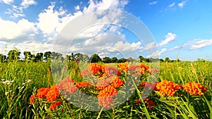 Butterfly Milkweed (Asclepias tuberosa)